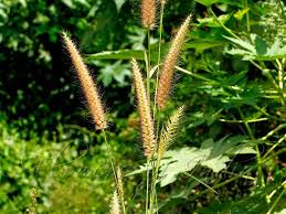 Image result for Cenchrus polystachios