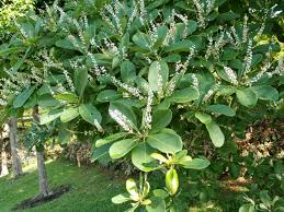 Image result for Synsepalum muelleri