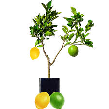 The lemonade lemon tree (citrus limon x reticulata) is a cross between a lemon tree and a mandarin tree that was developed in australia. Lime Lemon Fruit Salad Trees