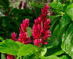 Image result for Erythrococca zambesiaca