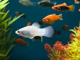 What Kind Of Fish Are You Pet Fish Fish Pet Home Aquarium Fish