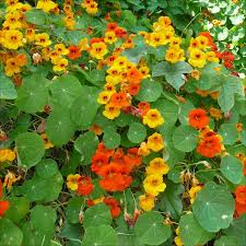 Image result for Nesogenaceae