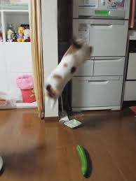 Salataliktan Korkan Kedi Izlesene Com