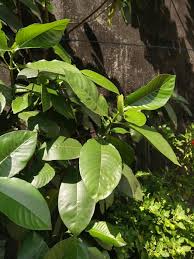 Image result for Tabernanthe elliptica