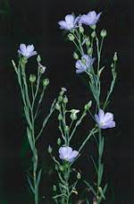 Image result for Linaceae