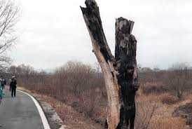 Aftermath tree care wood services. Korean Axe Murder Incident Wikipedia