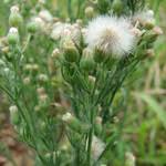 Image result for Blainvillea gayana