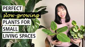 Most of the crytocoryne are slow growing. 5 Slow Growing Indoor Plants Perfect For Small Living Spaces Youtube