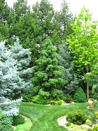 A Shot Of Color Conifers Forum Gardenweb Evergreen Landscape Conifers Garden Landscape Design