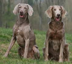 Weimaraner Short Hair Long Hair Weimaraner Puppies Weimaraner Weimaraner Dogs
