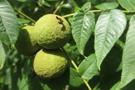 Image result for Juglandaceae