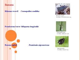 Maybe you would like to learn more about one of these? Nurseryplanting Stage Insect Pests Introduction Agricultural Crops Are