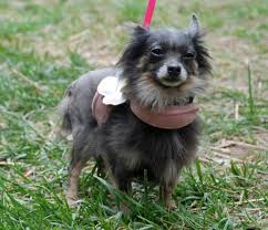 A 100% volunteer and foster based rescue dedicated to dogs in the greater charlotte, nc area. Adopt Bibbs On Petfinder Pomeranian Dog Animal Rescue Puppy Mills