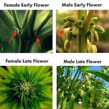 A male preflower is a very small closed ball or sac that is full of pollen. How Soon Can You Tell The Sex Of A Cannabis Plant Grown From Seed Quora