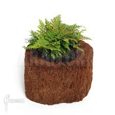 Image result for Selaginella molliceps