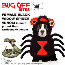The bite is described as feeling like a pinprick, though there pictured: Black Widow Bite In Dogs Pictures Blog Lif Co Id