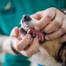 While loving our pets is something we do every day, the observance encourages helping out orphaned pet companions. National Pet Dental Health Month American Veterinary Medical Association