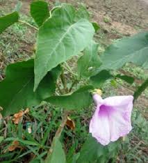 Image result for Ipomoea linosepala