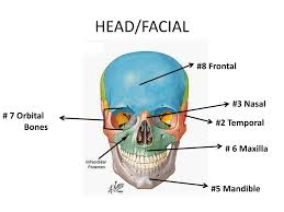 Cage =a structure which protects something. Ppt Bones Bones Bones Powerpoint Presentation Free Download Id 2316432