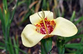 tigridia pavonia family iridaceae common names jockey s cap lily mexican shell flower peacock flower and tiger flower native to flores jardines rosas