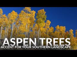 Walentowicz on seotud selle ettevõttega. Will Quaking Aspen Trees Grow In The South Youtube