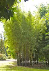 Nastus Elatus Quindembo Bamboo Bamboo Plants Plants Bamboo