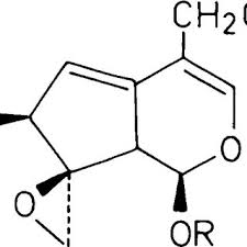 Image result for Montinia
