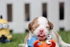 Shop baby gift baskets to congratulate new parents and welcome the little one. A Puppy Welcome Basket Is A Fun Dog Gift Idea Wellness Australia