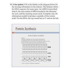 Mrna and transcription worksheet review worksheet answer key covering ib biology content on transcription and translation this worksheet. Solved 30 A Few Points Fill In The Blanks In The Diagra Chegg Com