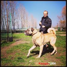 Madimak Kangal Kopegi Uretim Ciftligi Www Kangalturk Com Tr 0 532 781 7241 Kangal Kopegi