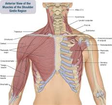 There are three main muscles in your shoulder: 6 Muscles Of The Shoulder Girdle And Arm Musculoskeletal Key
