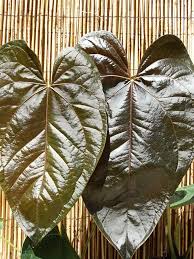 Pin On Anthuriums