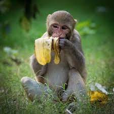 A Baby Monkey Eating Banana From The Trash Baby Monkey Eating Bananas Monkey