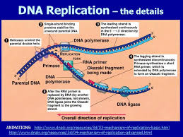 The entire deoxyribonucleic acid strand does not split into one go. Dna Replication Okazaki Fragments Animation