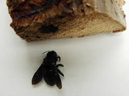 Image result for cornish black bee