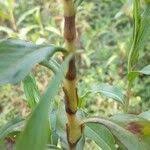 Image result for Persicaria barbata