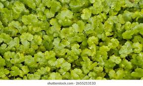 Image result for Hydrocotyle sibthorpioides
