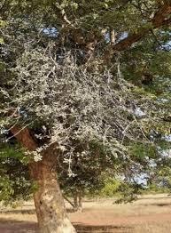 Image result for Erianthemum virescens