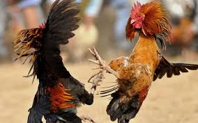 I never sent the package but seem to have been charged fees. Pin By Maryline Sinquin On My Own Work Mexican Cockerel Fighting Fighting Rooster Rooster Images Rooster