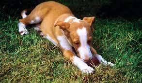 Norwegian forest kitten for sale. Ibizan Hound Breed Information