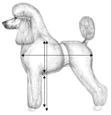 Grooming The Poodle Melissa Verplank S Pet Grooming Blog Dog Anatomy Poodle Dog Poodle Puppy