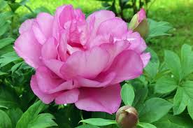 Pianta di more senza spinepiante ma la rosa è soprattutto il fiore dell'amore. Le Fioriture