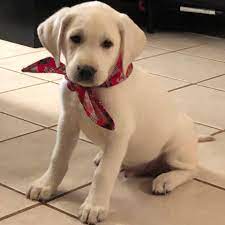 Maybe you would like to learn more about one of these? White Lab Puppies Baber S Texas Hill Country Labs Posts Facebook