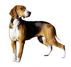 The breed was developed in sweden by the founder of the swedish kennel club, count adolf hamilton. Hamiltonstovare Rassebeschreibung Purina
