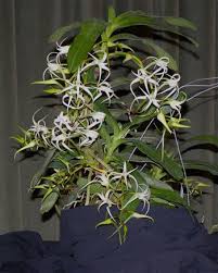 Image result for Cyrtorchis arcuata