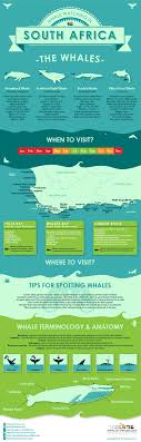 Grab Our Whale Watching Infographic South Africa South Africa Travel Africa Travel