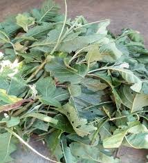 Image result for Vernonia congolensis