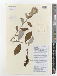 Image result for Macledium poggei