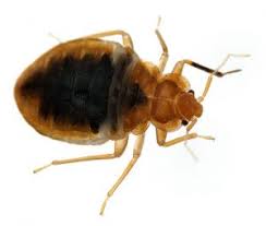 302 highland dr, boonville, mo 65233. Residential Pest Control Services In Mid Missouri Steve S Pest Control Inc Bed Bug Termite