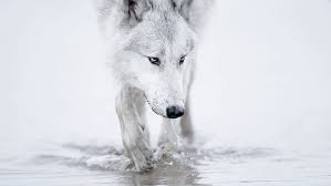 1920x1080 abstract wolf wallpaper 1920x1080 abstract, wolf, monochrome, white. Hd Wallpaper Winter Snow White Wolf Arctic 1920x1080 Nature Winter Hd Art Wallpaper Flare